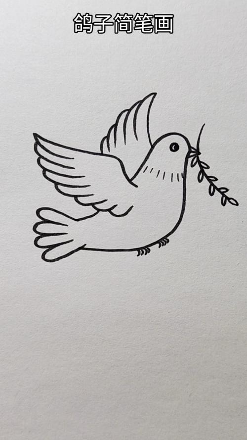 飞翔的鸽子简笔画（往右边飞的鸽子简笔画）(4)