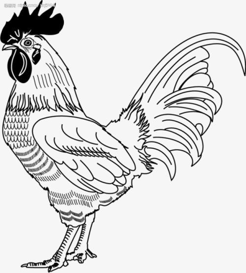 公鸡的公简笔画（所有公鸡的简笔画）(9)