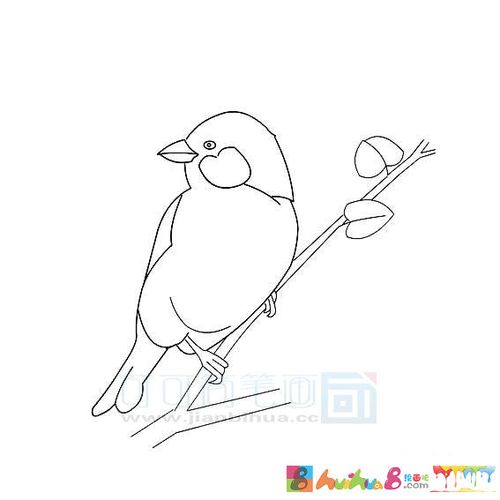 小动物麻雀简笔画（简笔画小动物乌鸦）(1)
