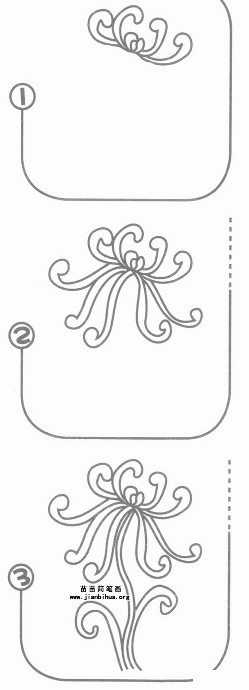 菊花卡通简笔画（菊花画法图片大全）(7)