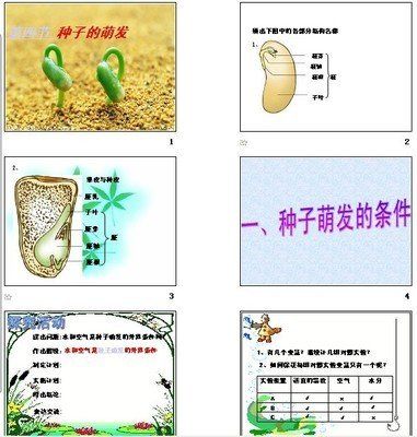 关于种子发芽的手抄报外观（关于种子的手抄报的图片）(5)