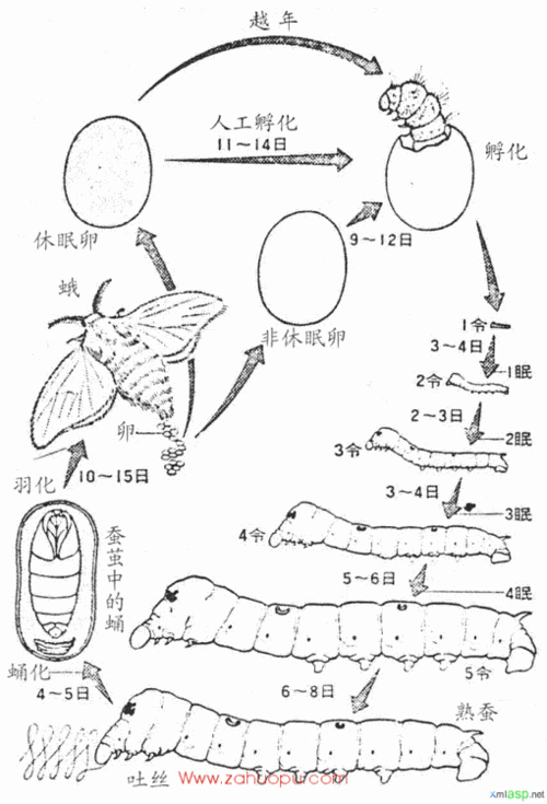 蚕的一生六个阶段简笔画（蚕宝宝生长顺序图片简笔画）(2)