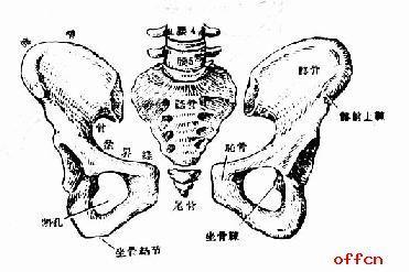 女性骨盆解剖图简笔画（骨盆解剖图素描图）(1)