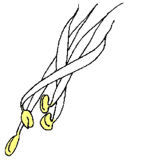 发芽的绿豆简笔画图片（绿豆生长过程图片绘画简笔）(1)