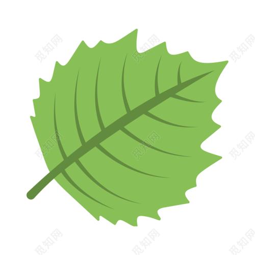 绿色的长叶子简笔画（白色花绿色叶子简笔画）(1)
