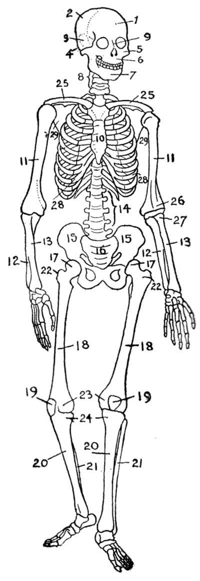 儿童骨骼发育异常简笔画（儿童身体各部位简笔画）(4)