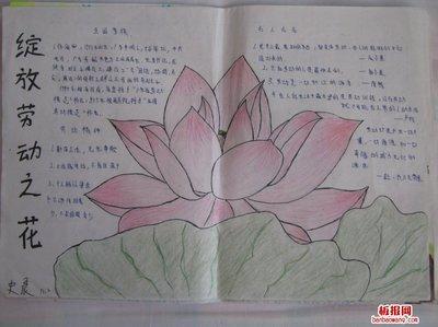 介绍花朵手抄报（以花朵为版面的手抄报）(5)
