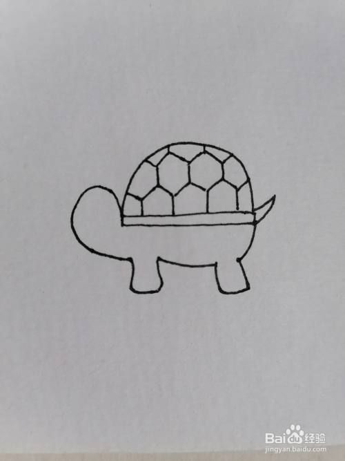 两只乌龟的简笔画（各种乌龟简笔画）(2)
