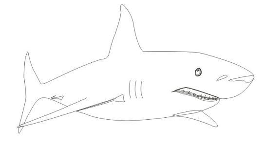 怎样画简笔画鲨鱼（画简笔画大鲨鱼）(4)