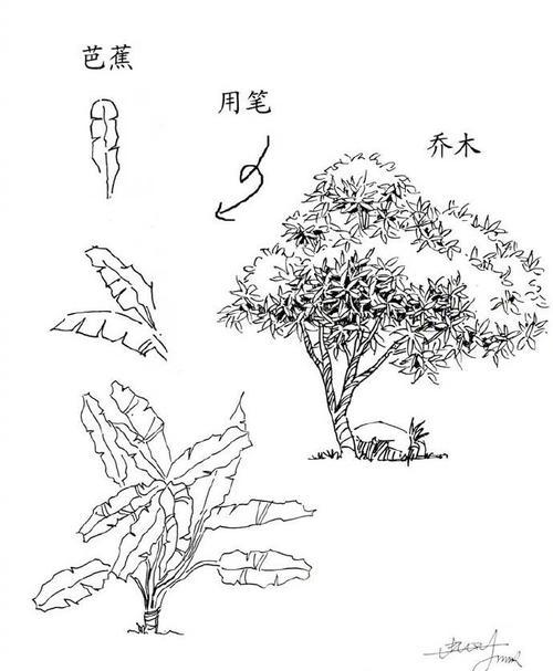 园林植物简笔画图片（花草树简笔画大全大图）(7)