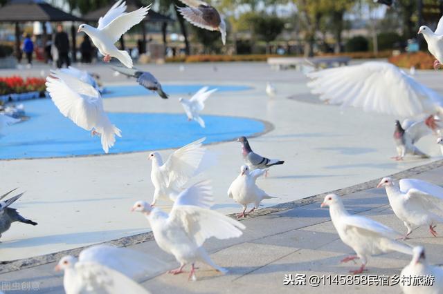 北戴河旅游攻略必玩的景点（北戴河8个最值得去的景点）(8)