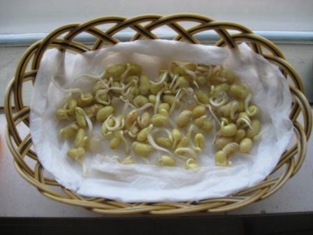 黄豆发芽的过程及图片（豆子泡水里湿毛巾捂一捂）(9)