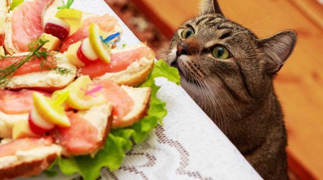 猫咪能吃火腿肠吗（这八种食物喂食猫咪）