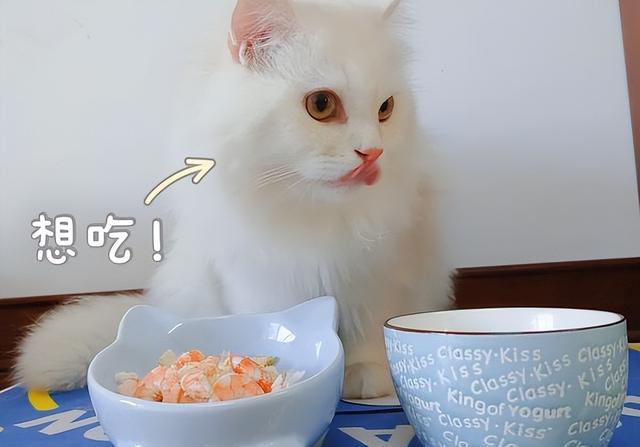 猫咪能吃火腿肠吗（这八种食物喂食猫咪）(3)