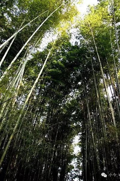 蜀南竹海旅游攻略自驾（如何一天内自驾玩转蜀南竹海）(16)