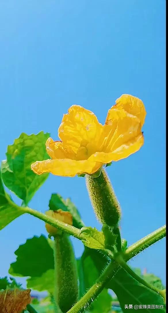 远方的山坡上一阵阵野花香（鲜艳欲滴的花朵赏心悦目）(7)