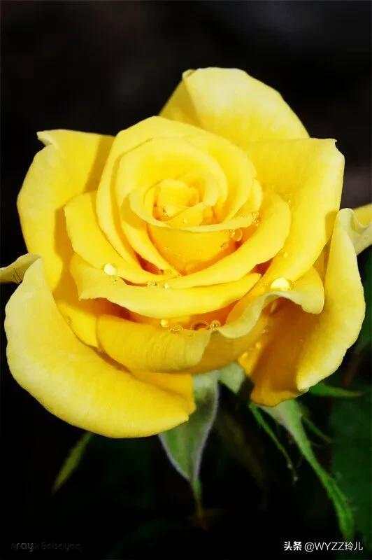 玫瑰花有什么颜色（玫瑰花竟有10种颜色）(4)