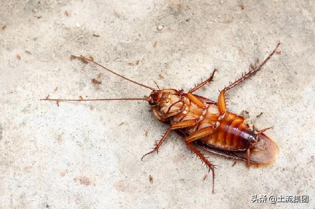 蟑螂的克星是什么（蟑螂最怕三种克星是什么）(1)