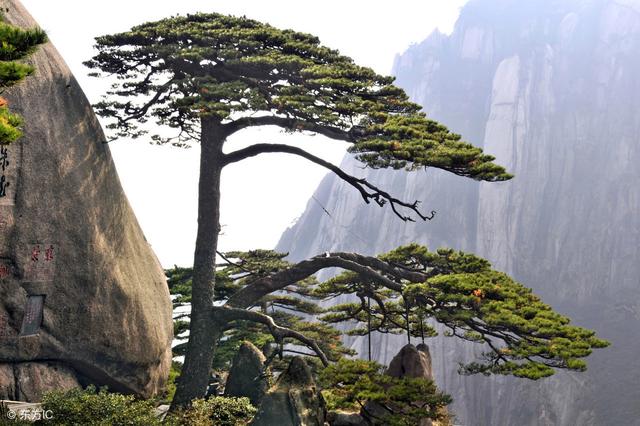 黄山的四绝是什么（安徽5A级景区黄山）(1)