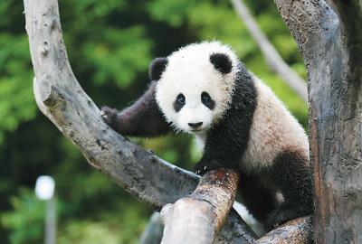 熊猫的特点和生活特征（大熊猫为什么是国宝）(1)