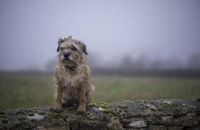 宠物犬有哪些品种（史上最全这些狗狗你都认识吗）(93)