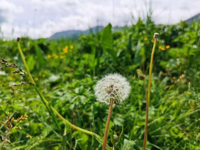 春天的野菜有哪些（4种春日野菜吃起来不花钱）