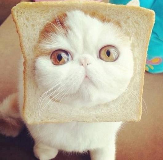 猫咪可以吃面包吗（猫咪是否能吃面包）