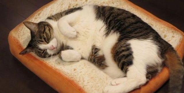 猫咪可以吃面包吗（猫咪是否能吃面包）(2)