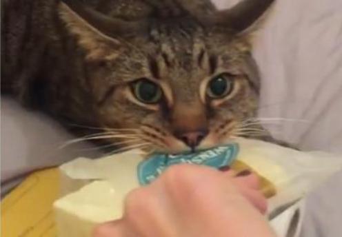 猫咪可以吃面包吗（猫咪是否能吃面包）(5)