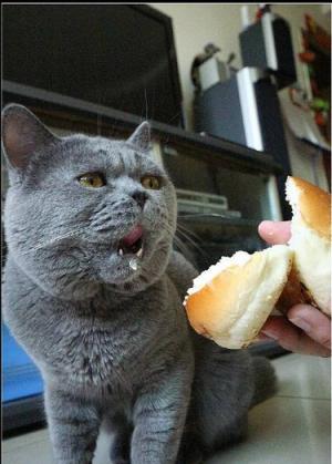 猫咪可以吃面包吗（猫咪是否能吃面包）(6)