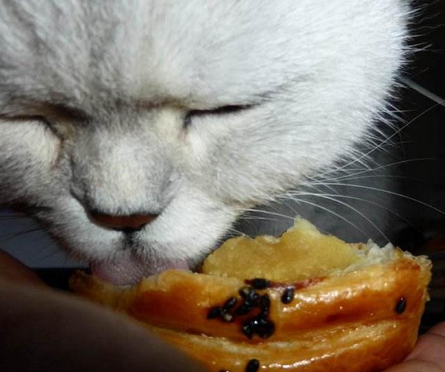 猫咪可以吃面包吗（猫咪是否能吃面包）(7)