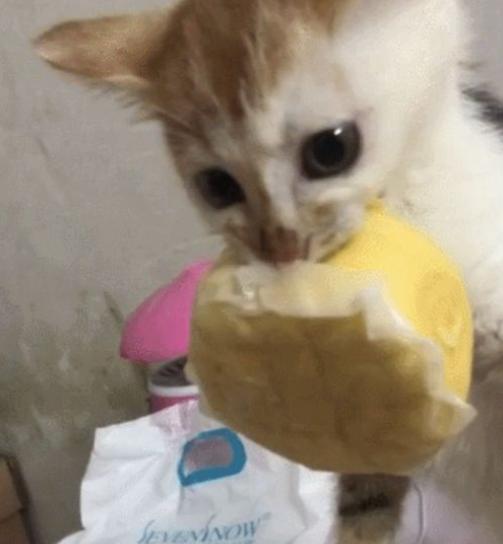 猫咪可以吃面包吗（猫咪是否能吃面包）(10)