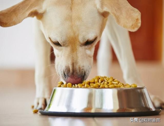 狗狗不能吃的东西（狗狗不能吃的东西清单）(1)