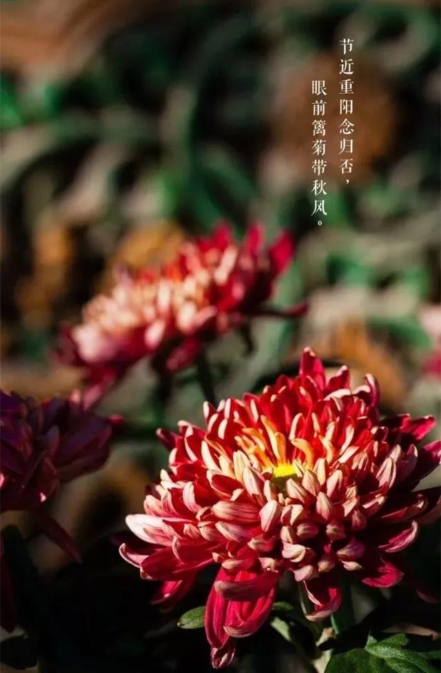 重阳节有哪些风俗（最全的重阳节习俗）(2)