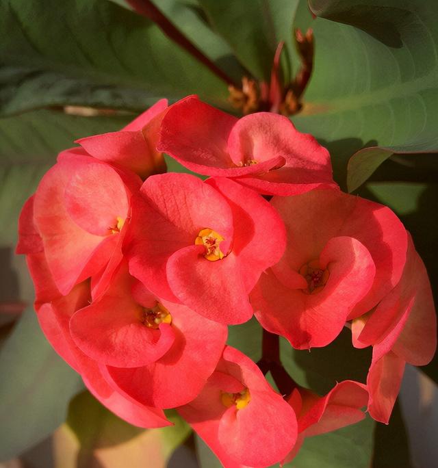 花期长好看又好养的花（有2种花非常皮实好养漂亮）(9)