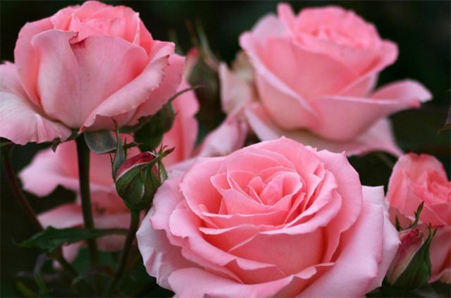 粉玫瑰花语是什么意思（植物文化粉玫瑰的4个花语）(1)