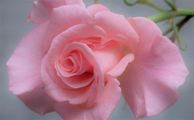 粉玫瑰花语是什么意思（植物文化粉玫瑰的4个花语）(2)