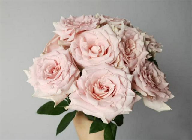 粉玫瑰花语是什么意思（植物文化粉玫瑰的4个花语）(4)