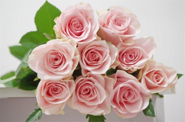 粉玫瑰花语是什么意思（植物文化粉玫瑰的4个花语）(5)