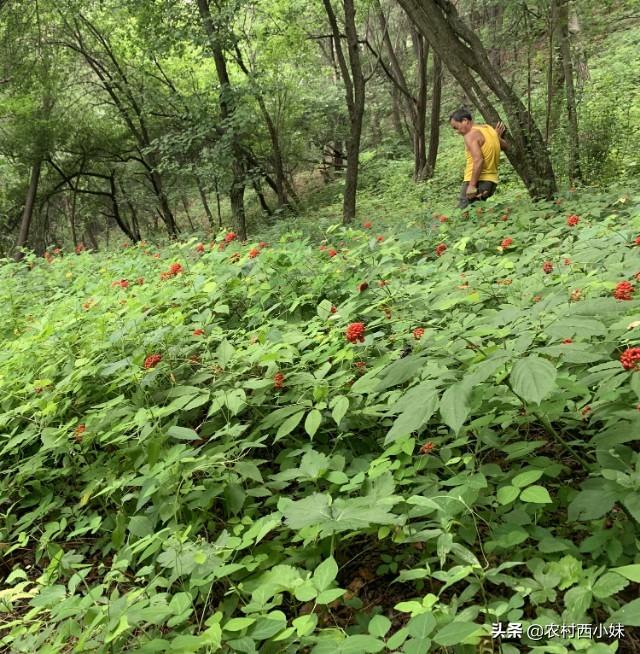 人参种子要怎么催芽(3)