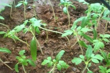 番茄种子育苗方法全过程（番茄的育苗方法）(4)