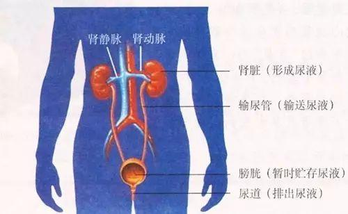 你观察过尿液的颜色吗(2)