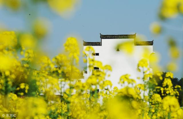 油菜花竟然可以有17种颜色