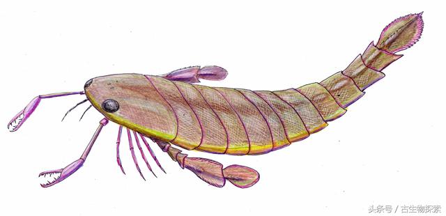 世界上最大的蝎子（4亿年前的海洋中生活着和人一样大的）(1)