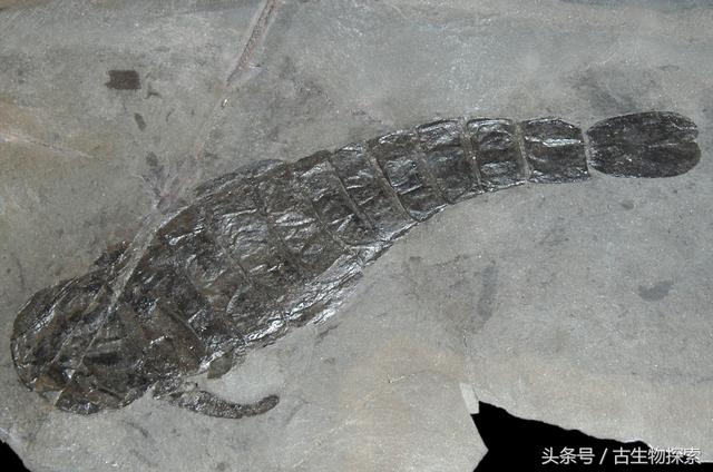 世界上最大的蝎子（4亿年前的海洋中生活着和人一样大的）(2)