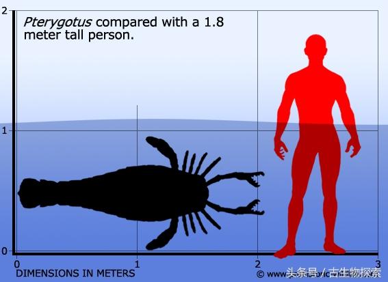 世界上最大的蝎子（4亿年前的海洋中生活着和人一样大的）(4)