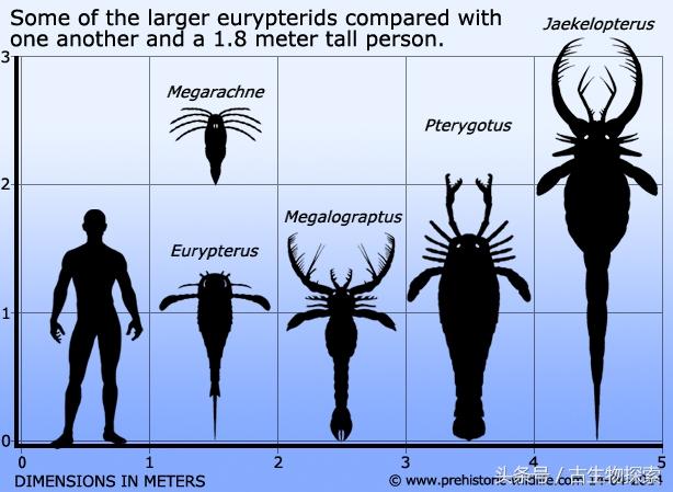 世界上最大的蝎子（4亿年前的海洋中生活着和人一样大的）(11)