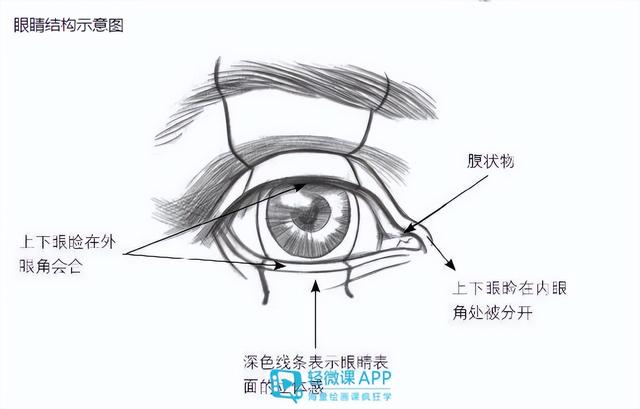 眼睛怎么画简单又漂亮（怎么绘画人物眼睛）(3)
