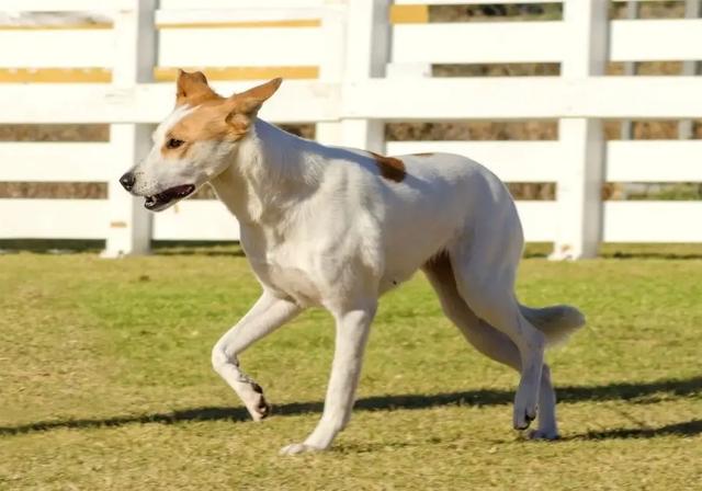 最新盘点世界上15种最古老的犬种(9)