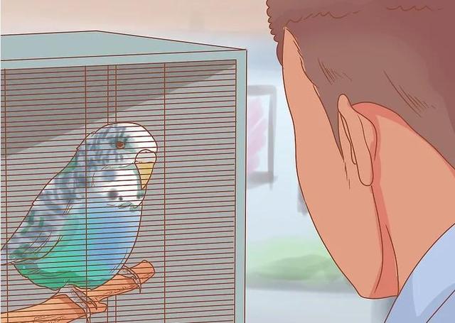 教你如何与你的鹦鹉增进感情(2)